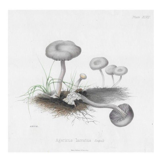 19th Century Mushroom Engraving For Sale
