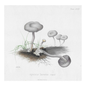 19th Century Mushroom Engraving