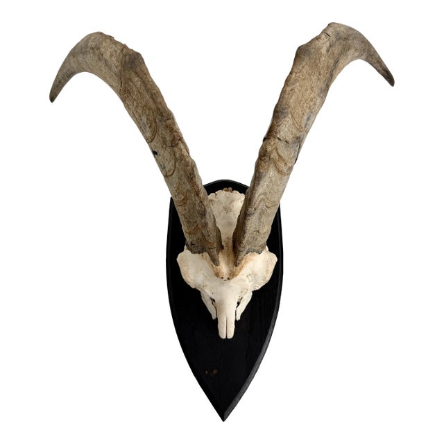 German Steinbok Wild Goat Horns For Sale