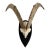 German Steinbok Wild Goat Horns For Sale