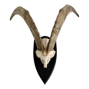 German Steinbok Wild Goat Horns