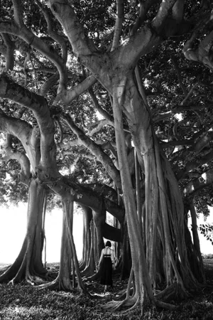 "Under the Banyan Tree" Black and White Original Photograph by Rob Brinson