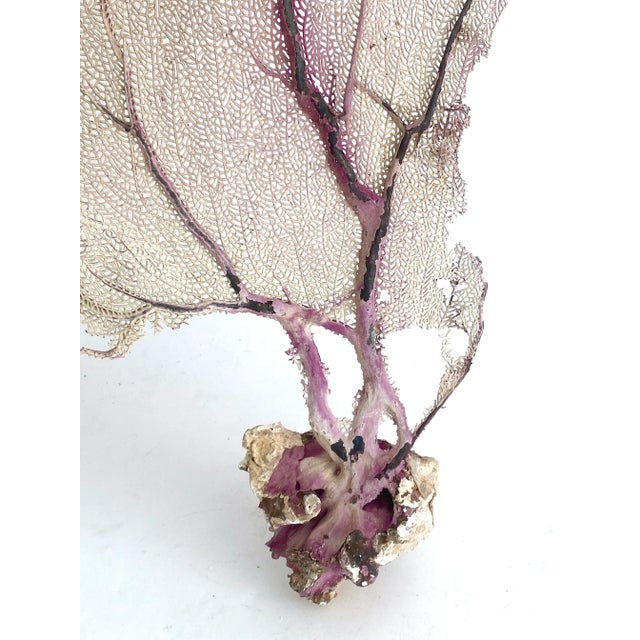 Natural Purple Sea Fan Coastal Decor For Sale In Los Angeles - Image 6 of 6