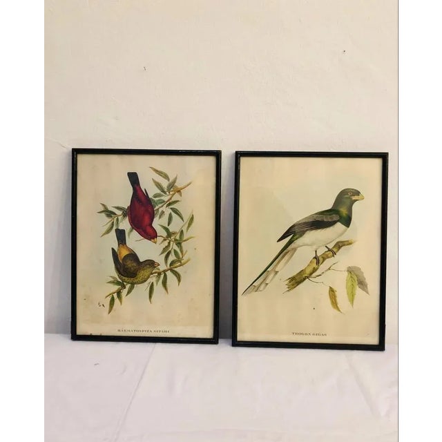 John Gould, Birds of Australia, 1800s, Lithograph, Framed For Sale - Image 7 of 7