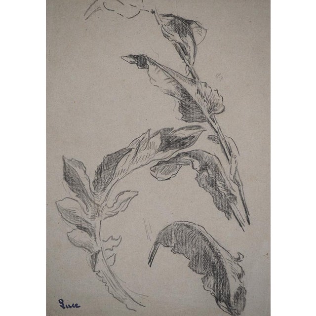 Maximilien Luce, Study of Leaves, Original Drawing For Sale - Image 3 of 6