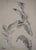 Maximilien Luce, Study of Leaves, Original Drawing For Sale - Image 3 of 6