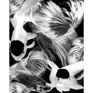 "Betta B&W 10" Original Black and White Fish Still Life Photograph by Michael Filonow For Sale