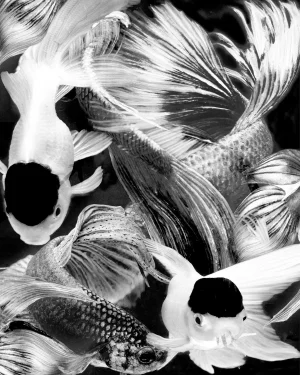 "Betta B&W 10" Original Black and White Fish Still Life Photograph by Michael Filonow
