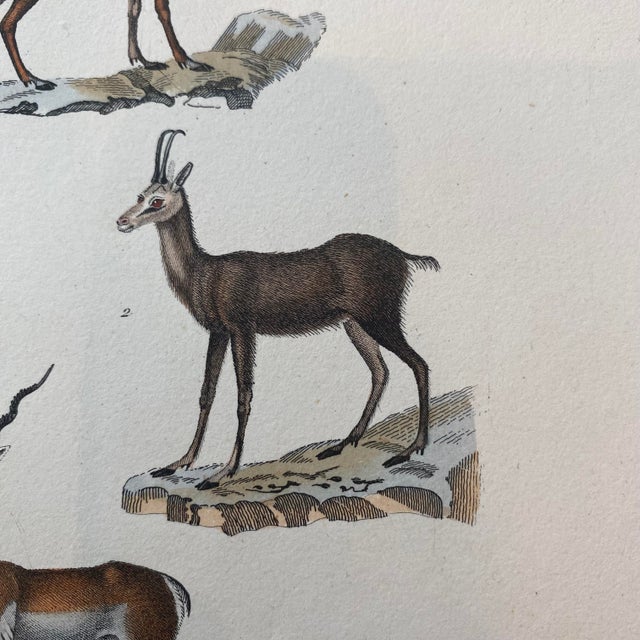 French Antique 18th Century "Le Antilope" Animal Engraving Hand Colored Signed Artwork For Sale - Image 4 of 9