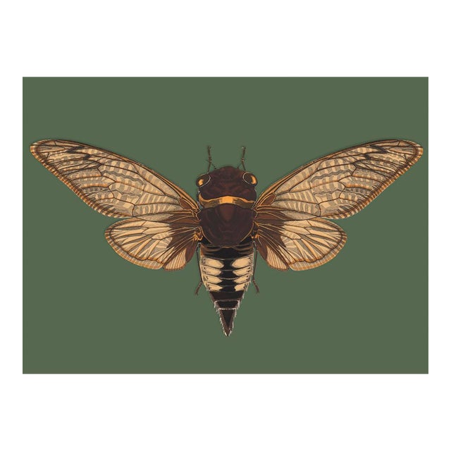 Bugs by Seguy #3 For Sale