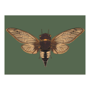 Bugs by Seguy #3