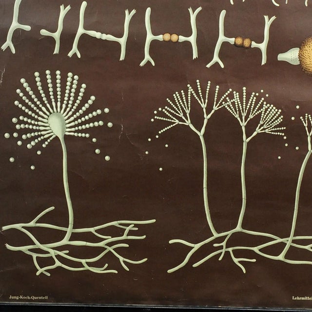 Mildew Mold Head Brush Decorative Art Print Wall Chart by Jung Koch Quentell For Sale - Image 4 of 6