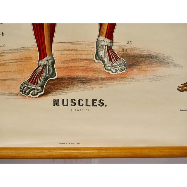 Large university anatomical chart “muscles” by turner w&a k johnston’s charts of anatomy and physiology by dr william...