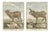 After Jacques de Sève, Iceland Sheep, 1769, Prints, Set of 2 For Sale