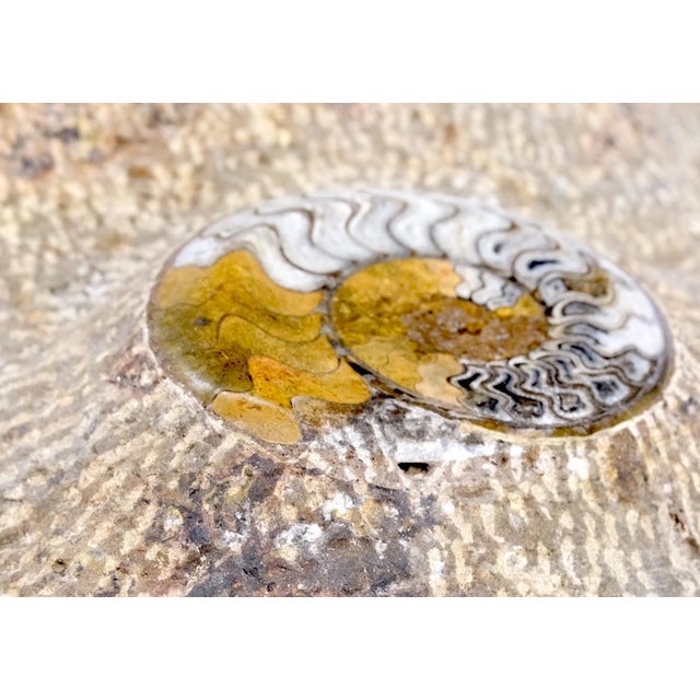 Brown Large Fossil Cluster Authentic Ammonite Plaque Sculpture For Sale - Image 8 of 12