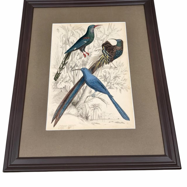 Olive 1835 Sapphire & Emerald Hummingbird Engraving | Framed With Archival Olive Mat For Sale - Image 8 of 9
