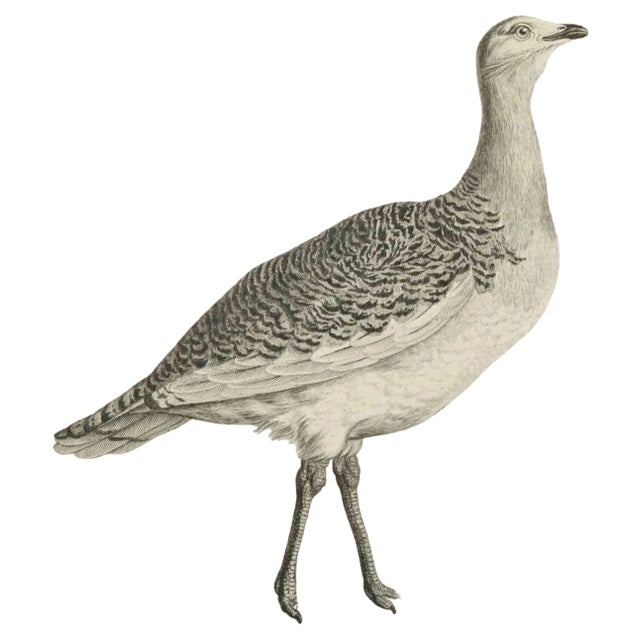 Madeline Rousselet, L'Outarde, Etching, 1771 For Sale