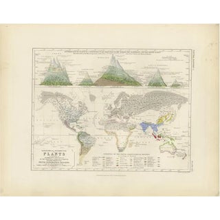 Antique Map of the Distribution of Plants by Johnston, 1850 For Sale