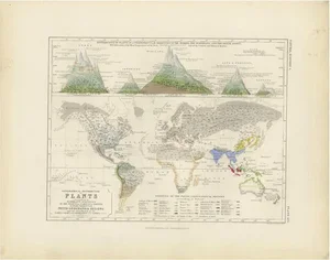 Antique Map of the Distribution of Plants by Johnston, 1850