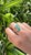 Green 18k Gold, 2.63 Carats, Natural Zambian Emerald & Rose Cut Diamonds Cocktail Ring, Size 6 For Sale - Image 8 of 10