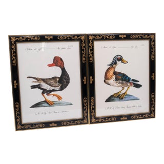 Pair of Native Duck Engraving Prints Saverio Manetti For Sale