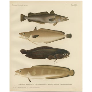 Wilhelm von Wright and C. Erdmann, Hake, Blue Ling, Tadpole Fish, and Cod, 1895, Lithograph on Paper For Sale