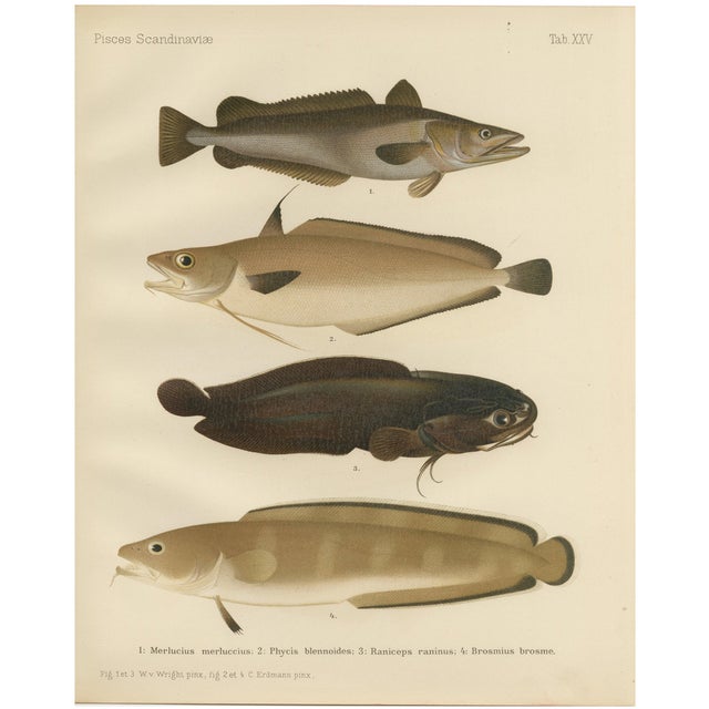 Wilhelm von Wright and C. Erdmann, Hake, Blue Ling, Tadpole Fish, and Cod, 1895, Lithograph on Paper For Sale