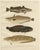Wilhelm von Wright and C. Erdmann, Hake, Blue Ling, Tadpole Fish, and Cod, 1895, Lithograph on Paper For Sale