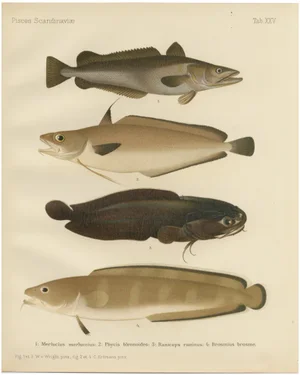 Wilhelm von Wright and C. Erdmann, Hake, Blue Ling, Tadpole Fish, and Cod, 1895, Lithograph on Paper