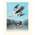 1966 Vintage Cottage Print "Smew Tern" by John James Audubon For Sale In Dallas - Image 6 of 8