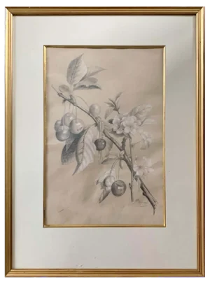École Française, Cherry Botanic Drawing, Early 20th Century, Paper