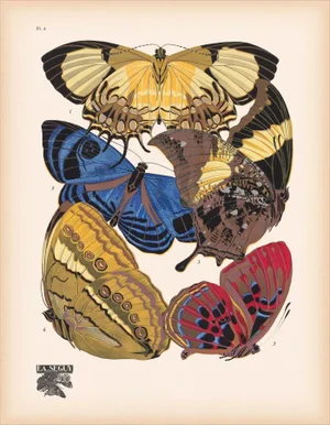 Papillons (Butterflies) Plate 4 Giclee Reproducion Art Print by Emile Allian Séguy