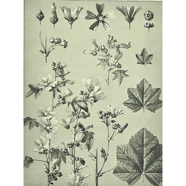 1902 Set of 3-Antique French Botanicals- Phlox, Bluets, Mallow, Documentation For Sale - Image 13 of 14