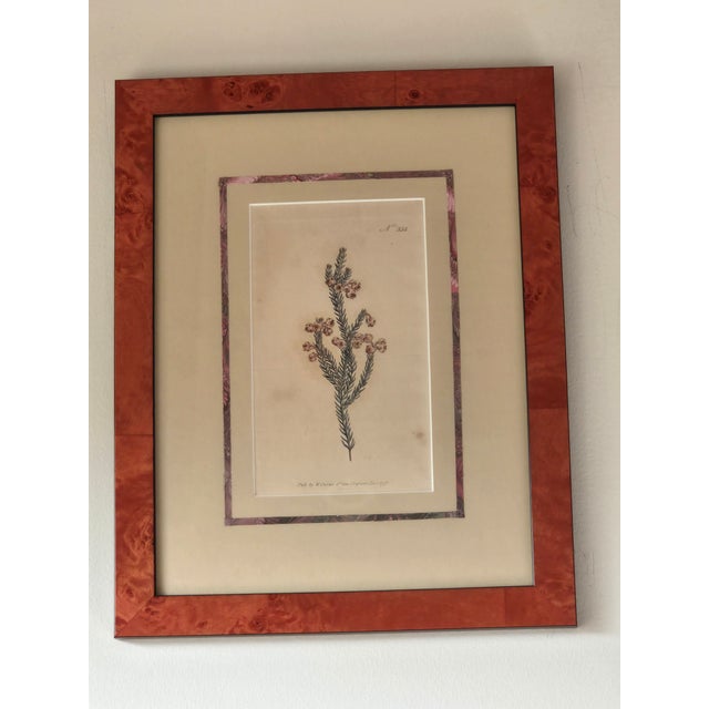 A beautifully presented pair of vintage botanical prints inspired by illustrations originally published in Curtis's...