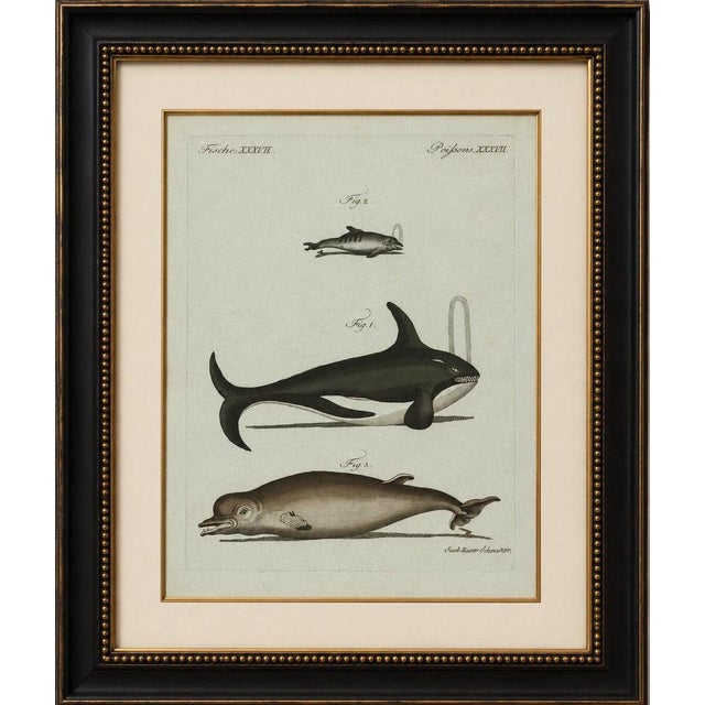 Original antique print of orca, whale and dolphin by bertuch, 1805 original antique hand-colored copper engraving...