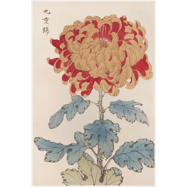 Red Chrysanthemum Giclée, Vintage Japanese Botanical Art Print, 40" X 60" For Sale