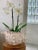 1978 Vintage Hollywood Regency Ceramic Conch Beach Shell Pink Coastal Cachepot, Planter For Sale In San Antonio - Image 6 of 12