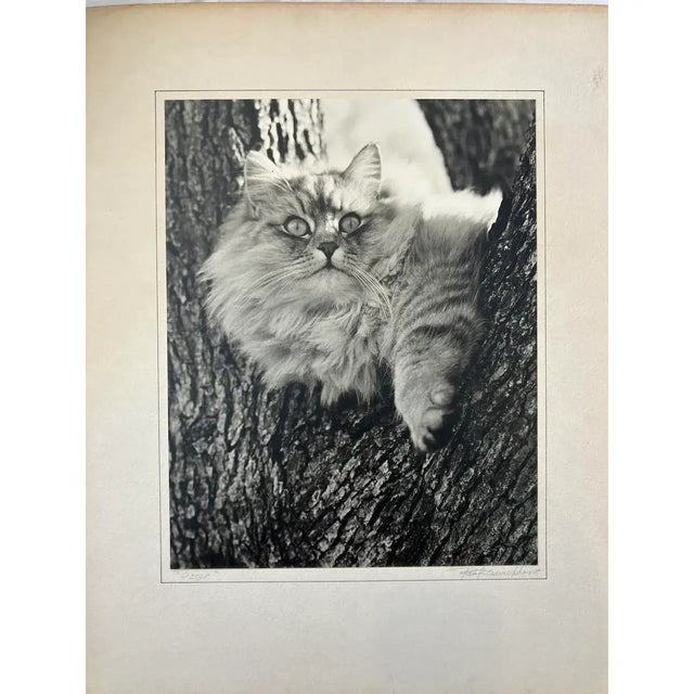 Paul Dunckhorst "Oscar" Original Black & White Photograph, c.1943 Exhibited at the Fourth Annual North American Salon An...