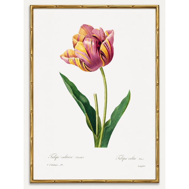 Paper Tulip by Pierre-Joseph Redouté, Vintage Botanical Art Print, 18" X 24" For Sale - Image 7 of 10