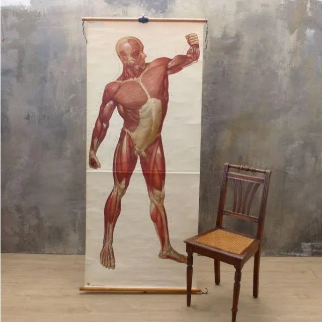 Vintage School Board "Muscle of Man", Germany, 1950s, in Very Good conditions. Designed 1950 to 1959 This piece has an...
