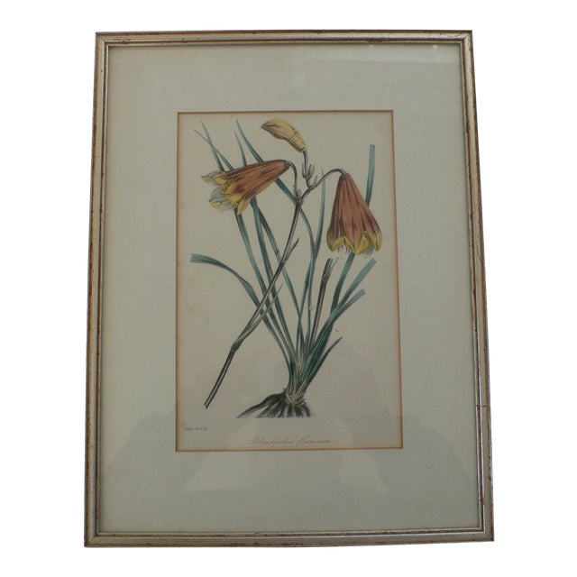 Australian christmas bells images