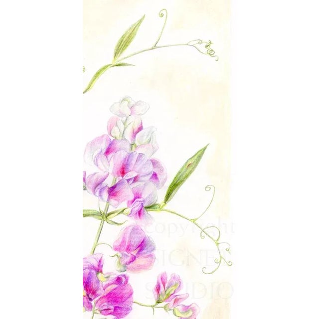 Contemporary Vintage Style Floral, Original Botanical Sweet Peas Mixed Media Drawing For Sale - Image 3 of 4