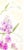 Contemporary Vintage Style Floral, Original Botanical Sweet Peas Mixed Media Drawing For Sale - Image 3 of 4