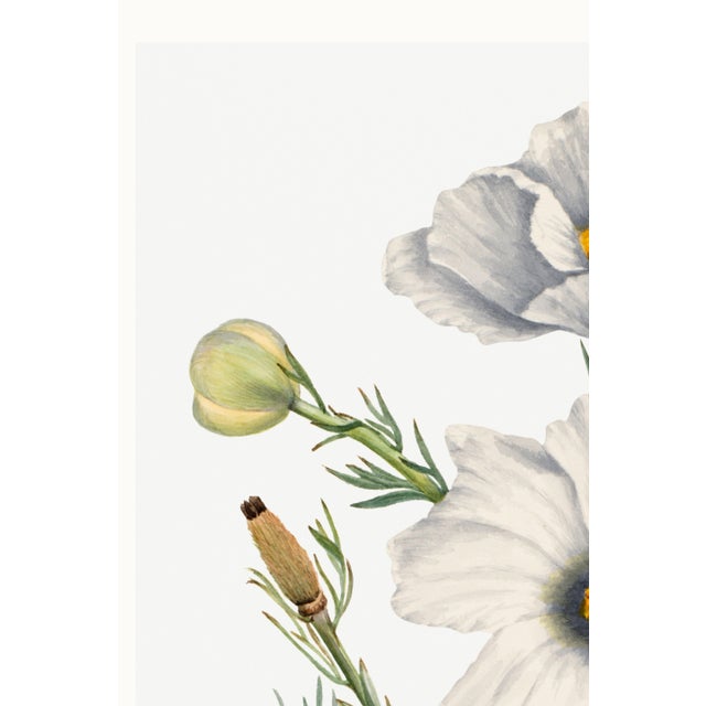 Paper Matilija Poppy, Vintage Botanical Art Print Reproduction by Mary Vaux Walcott, 24″ × 36″ For Sale - Image 7 of 10