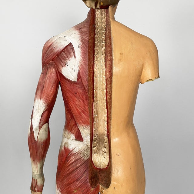 Italian Anatomical Mannequin, 1960s, 1960s, Metal & Wood & Rubber For Sale - Image 15 of 18