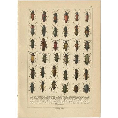 Late 19th Century Calwer, Beetles, European Coleoptera Plates, 1893, Chromolithographs, Set of 6 For Sale - Image 5 of 9