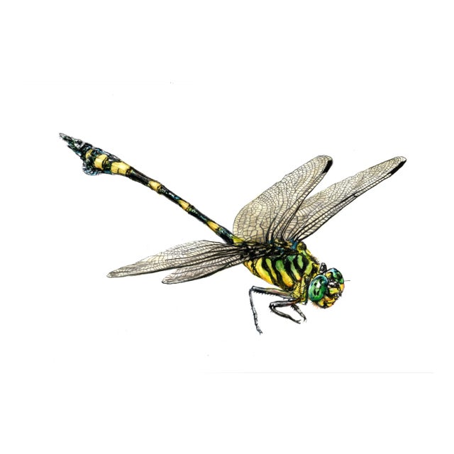 Juris Utāns, Big Dragonfly, 2000s, Mixed Media & Paper For Sale