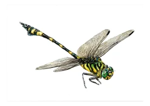 Juris Utāns, Big Dragonfly, 2000s, Mixed Media & Paper