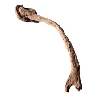 Vintage Natural Driftwood Sculpture Organic Modern Display Wood For Sale