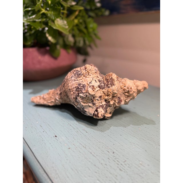 1970s Pair Vintage Natural Horse Conch Seashell Specimen Organic Decor For Sale - Image 5 of 16